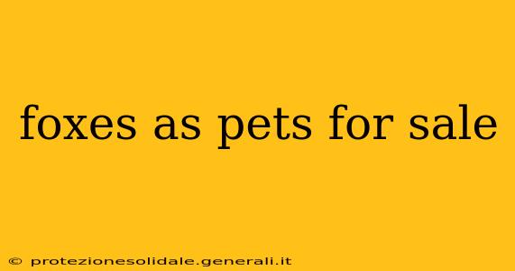 foxes as pets for sale