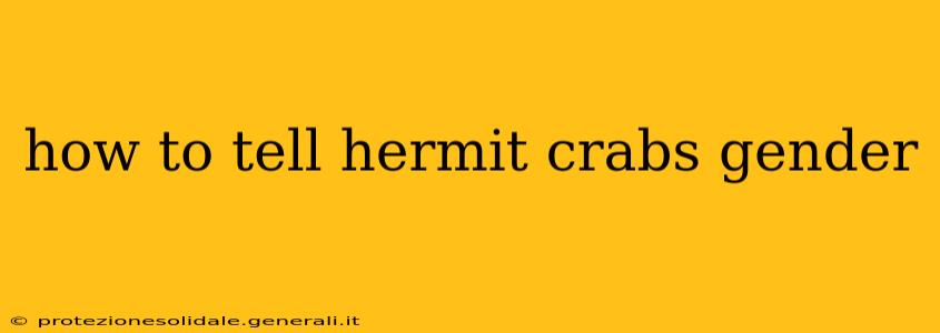 how to tell hermit crabs gender