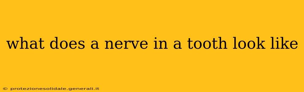 what does a nerve in a tooth look like