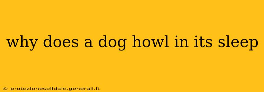 why does a dog howl in its sleep