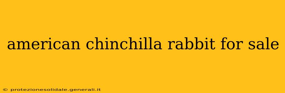 american chinchilla rabbit for sale