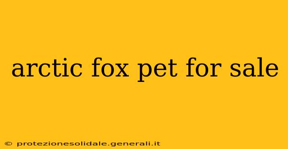 arctic fox pet for sale