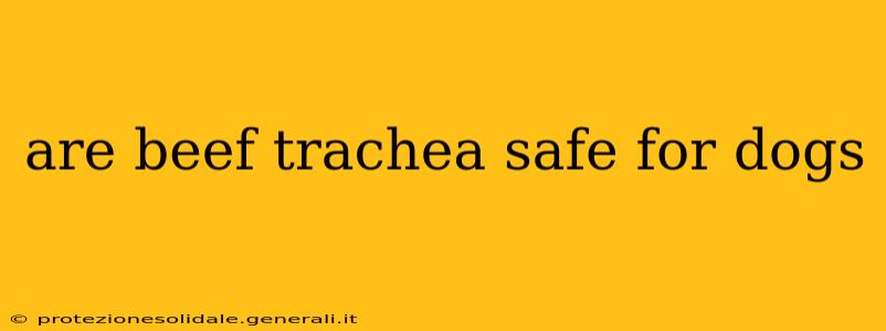 are beef trachea safe for dogs
