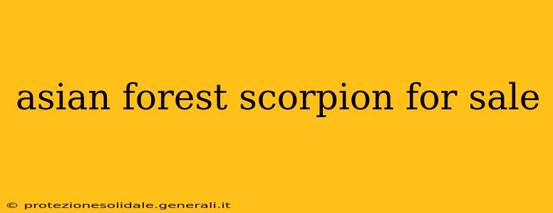 asian forest scorpion for sale