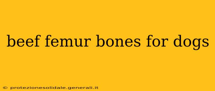 beef femur bones for dogs