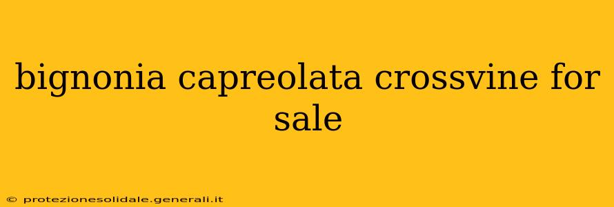 bignonia capreolata crossvine for sale