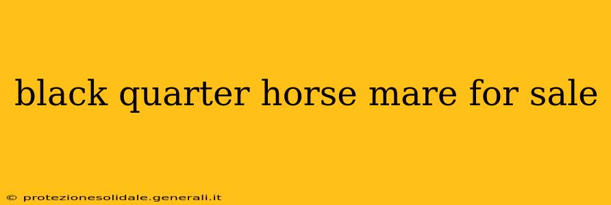 black quarter horse mare for sale