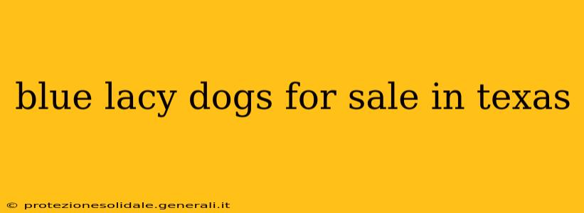 blue lacy dogs for sale in texas