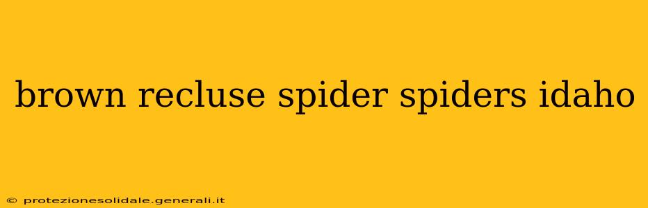 brown recluse spider spiders idaho