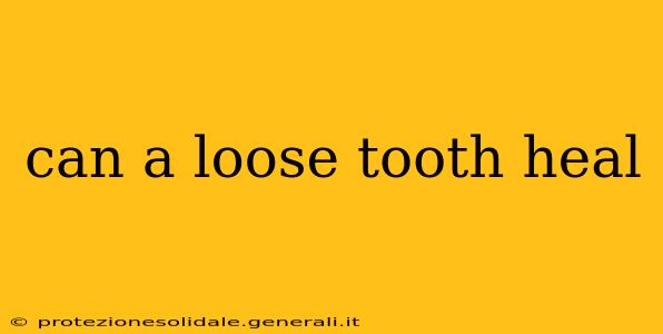 can a loose tooth heal