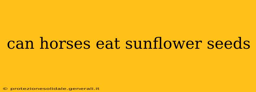 can horses eat sunflower seeds