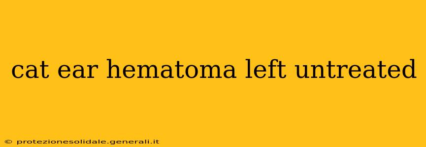 cat ear hematoma left untreated