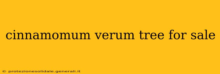 cinnamomum verum tree for sale