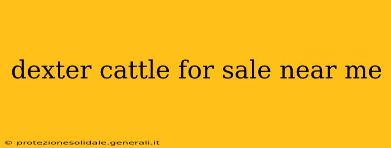 dexter cattle for sale near me