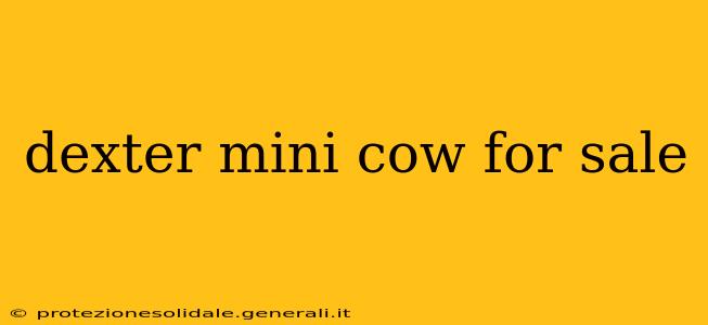 dexter mini cow for sale