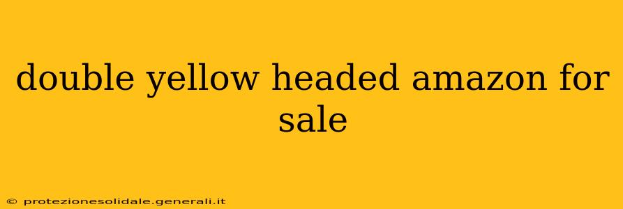 double yellow headed amazon for sale