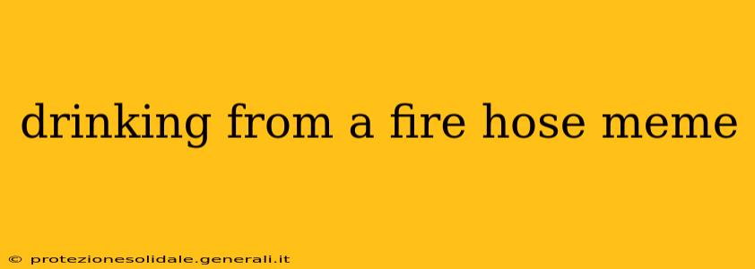 drinking from a fire hose meme