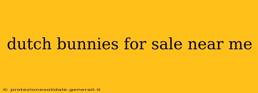 dutch bunnies for sale near me