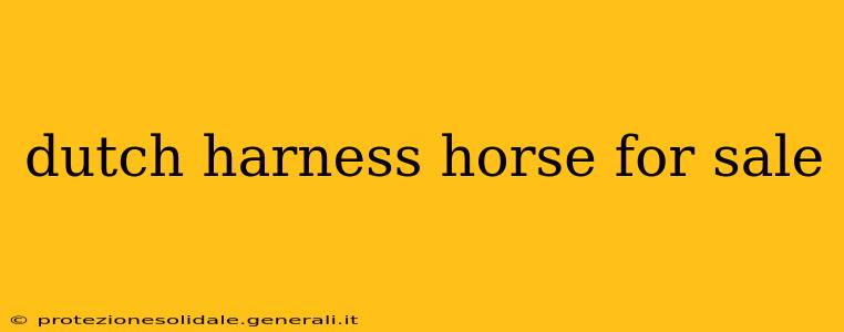 dutch harness horse for sale