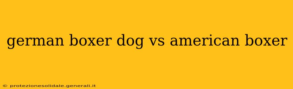 german boxer dog vs american boxer