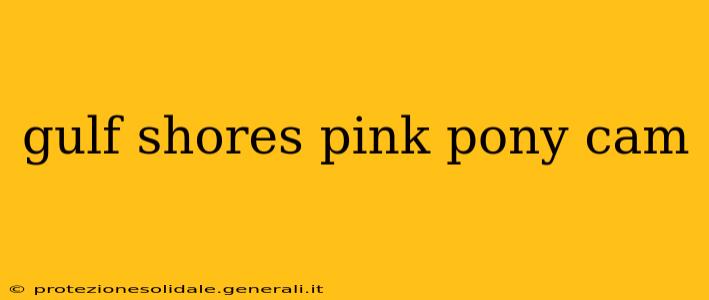 gulf shores pink pony cam