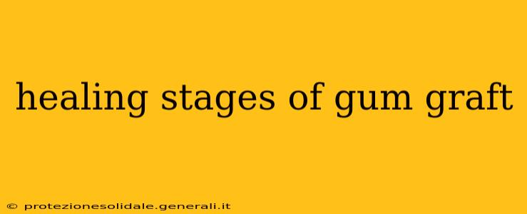 healing stages of gum graft