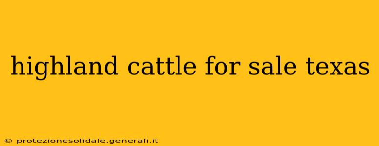 highland cattle for sale texas