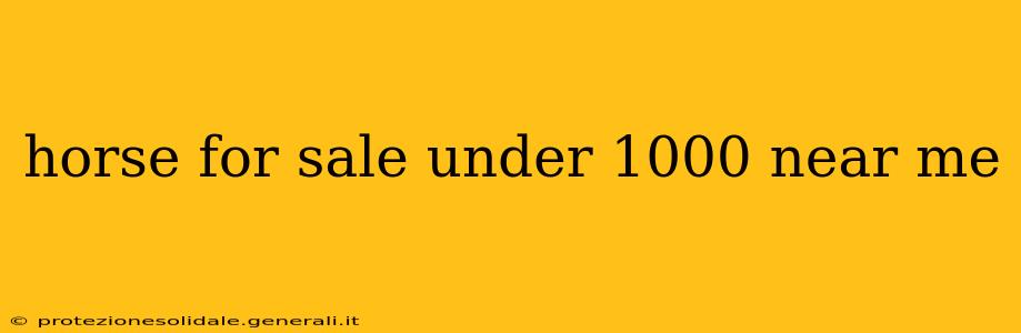horse for sale under 1000 near me