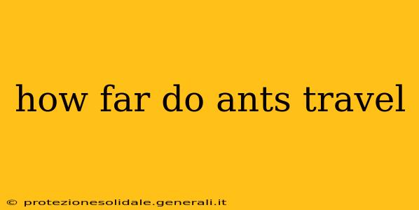 how far do ants travel