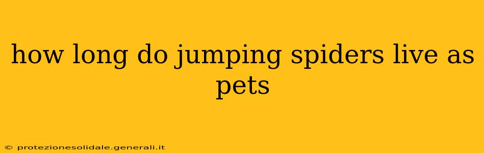 how long do jumping spiders live as pets