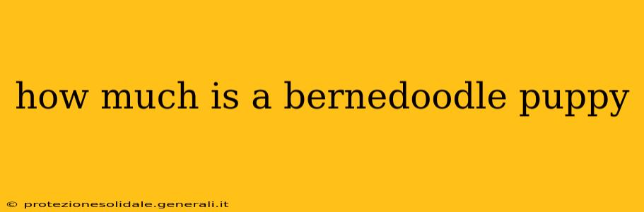 how much is a bernedoodle puppy