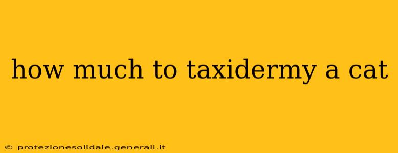 how much to taxidermy a cat