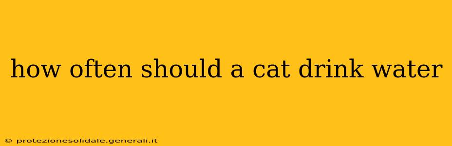 how often should a cat drink water