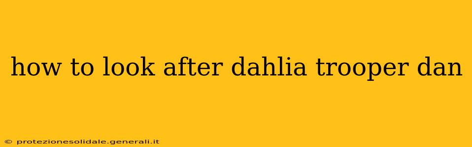 how to look after dahlia trooper dan