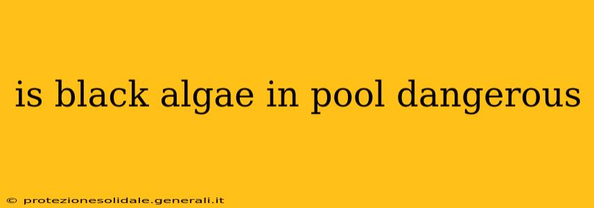 is black algae in pool dangerous