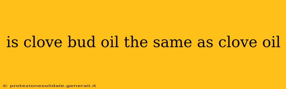 is clove bud oil the same as clove oil