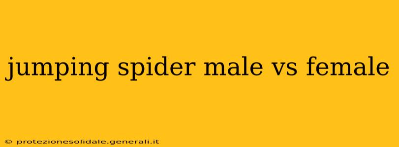 jumping spider male vs female