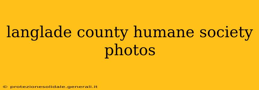 langlade county humane society photos