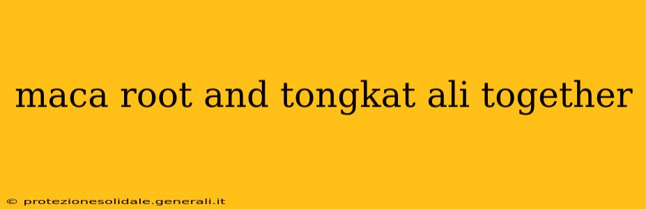 maca root and tongkat ali together