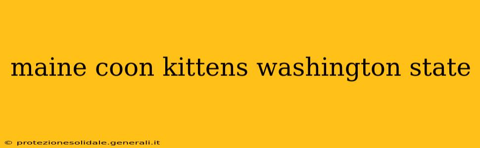 maine coon kittens washington state