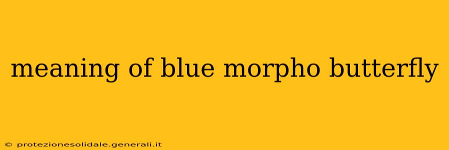 meaning of blue morpho butterfly