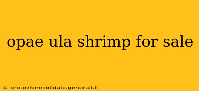 opae ula shrimp for sale