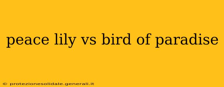 peace lily vs bird of paradise