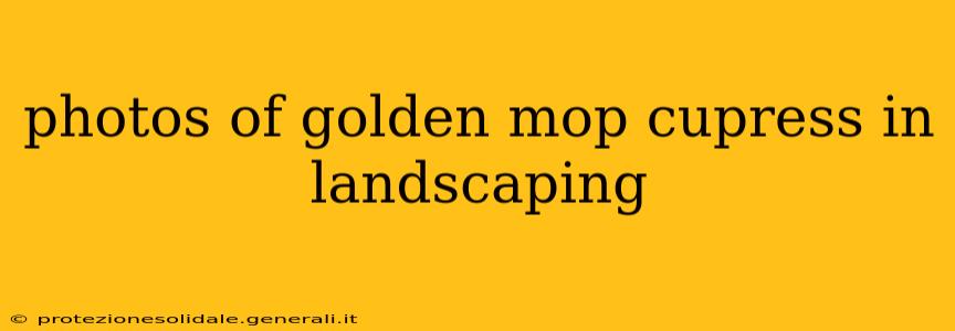 photos of golden mop cupress in landscaping