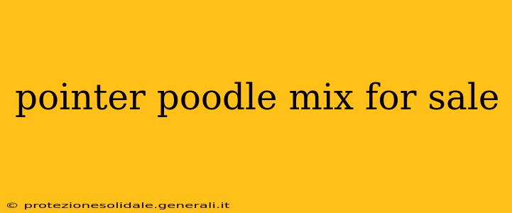 pointer poodle mix for sale