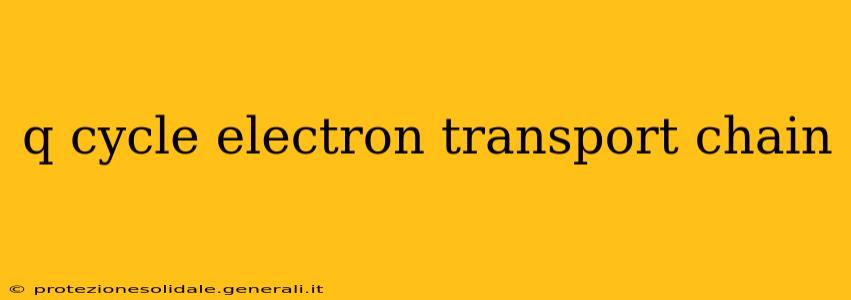 q cycle electron transport chain