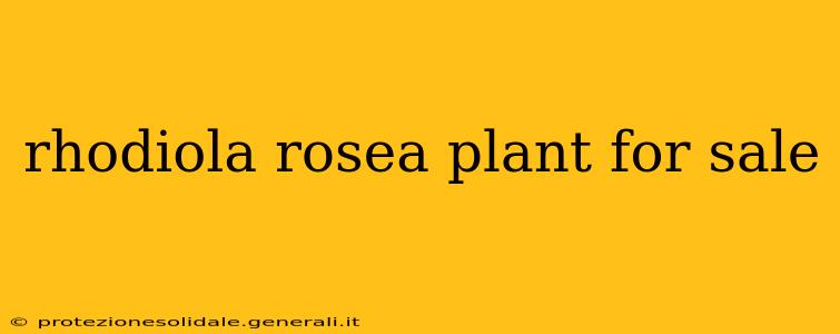 rhodiola rosea plant for sale