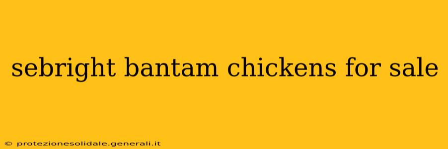 sebright bantam chickens for sale