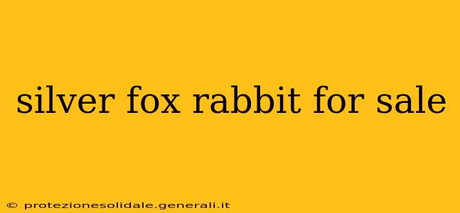 silver fox rabbit for sale