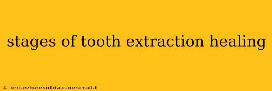 stages of tooth extraction healing